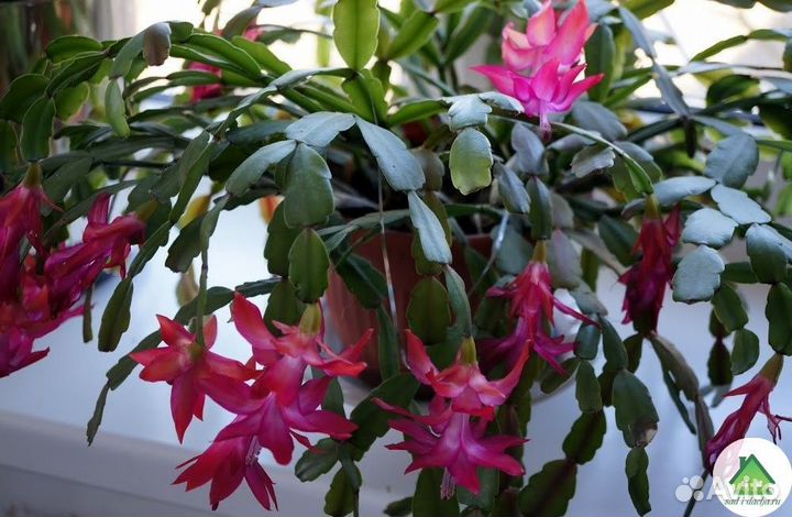 Комнатные цветы Декабрист