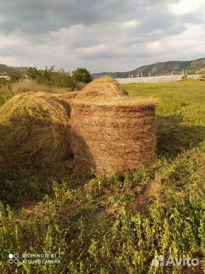 Продам сено в рулонах