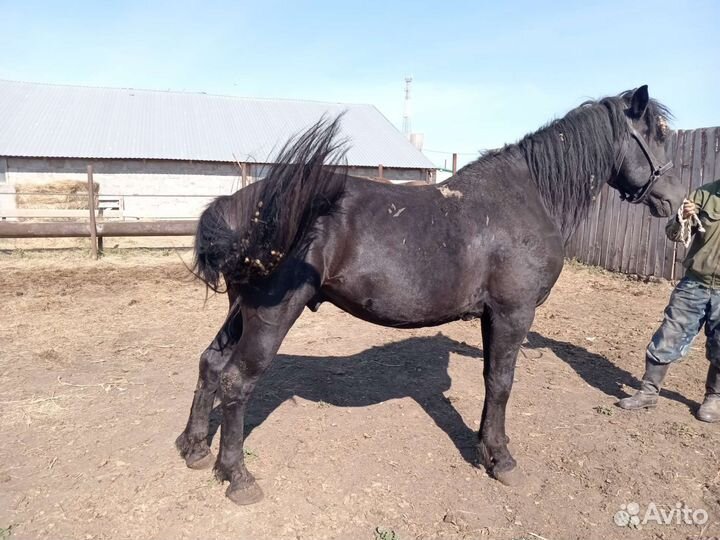 Продажа жеребцы