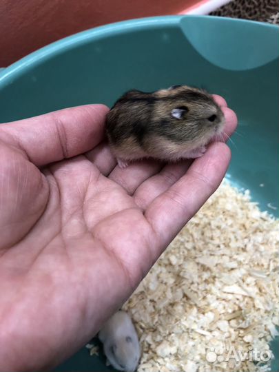 Джунгарский хомяк