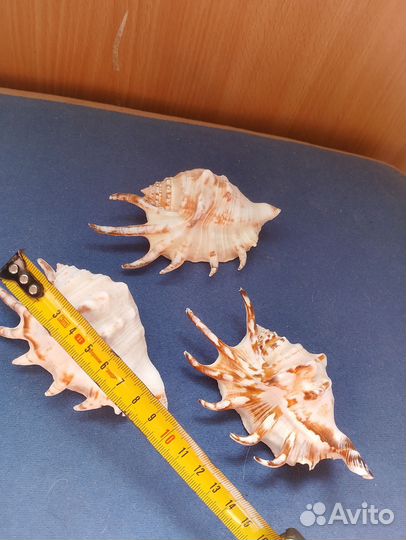 Ракушки разные