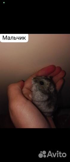 Джунгарский хомяк