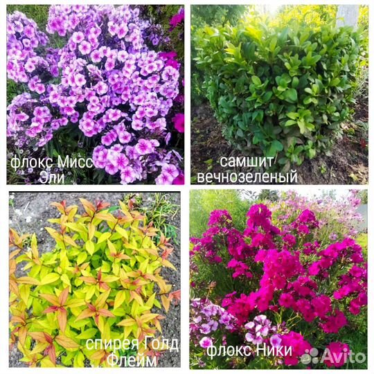 Самшит, спирея, флокс