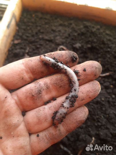 Черви для рыбалки дендробена