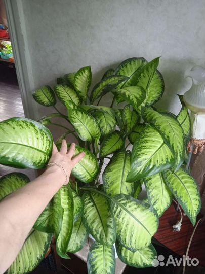 Комнатные растения,Сингониумы