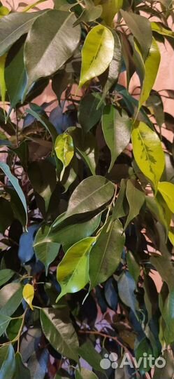 Живой фикус 