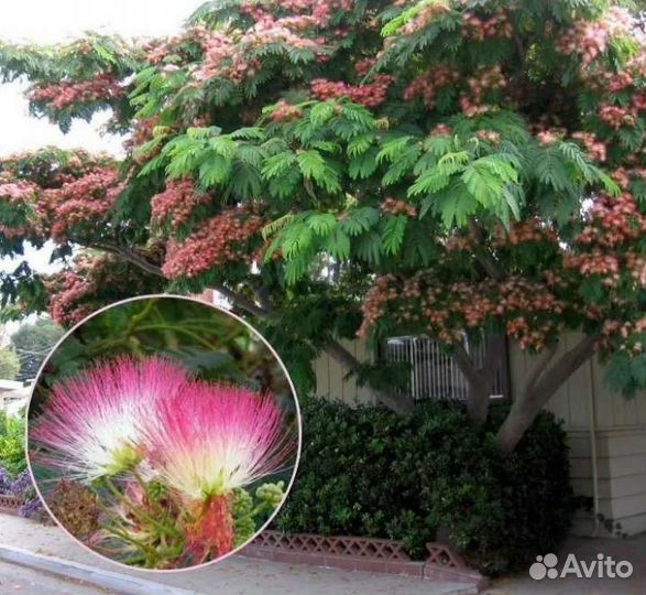 Сумах - семейное дерево