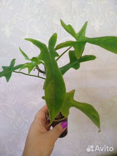 Бурлик вар и другие