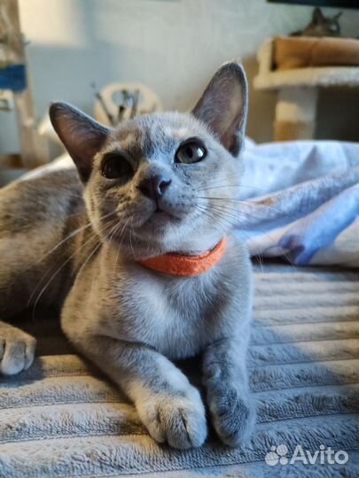 Бурманская кошечка /родословная