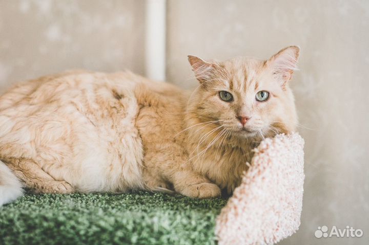 Кот Лео ищет дом