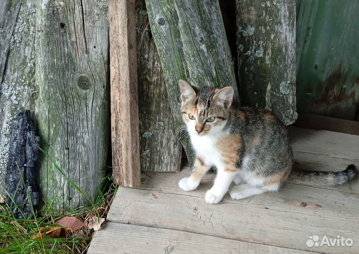 Отдам даром котёнка