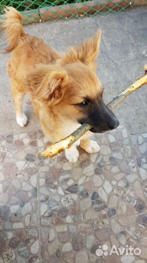 Маленькая собака