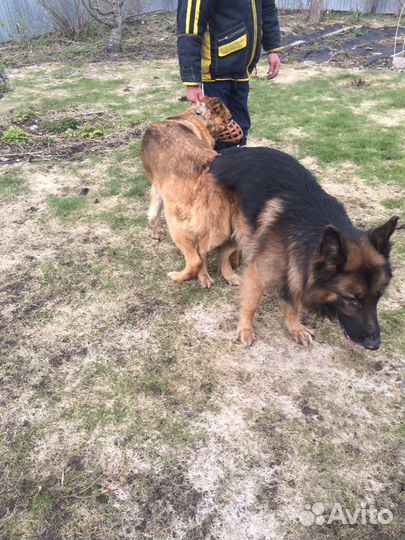 Инструктор по вязке ветеринар