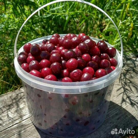 Вишня (сорт Шубинка)