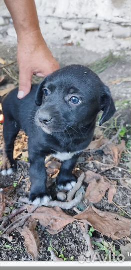 Мальчики и девочки в добрые руки
