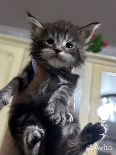 Котята Мейн Кун