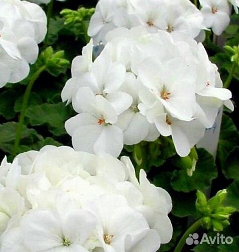 Герань сортовая