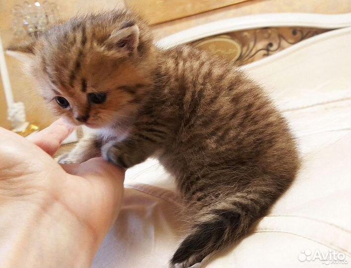 Шотландцы драгоценного окраса и кот для вязки