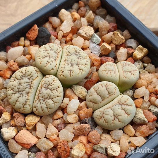 Семена Литопсов