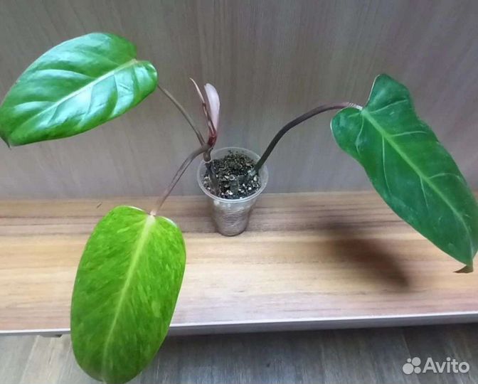 Филодендрон Медуза