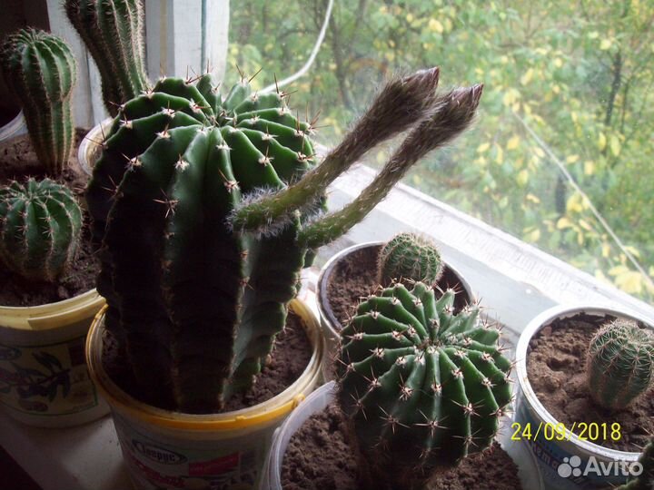 Кактусы бесплатно