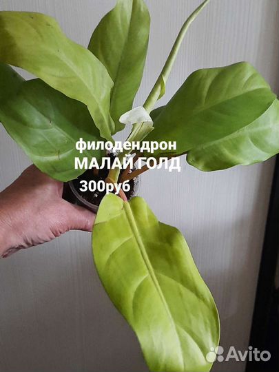 Сциндапсусы и Филодендрон