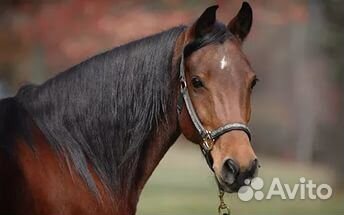 Перевозка лошадей на оборудованной коневозке по РФ