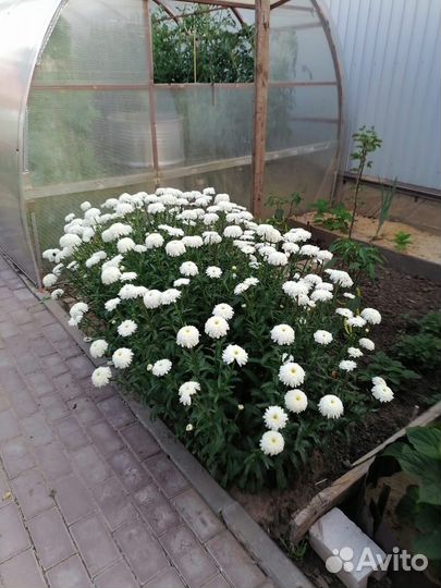 Рассада ромашки махровой