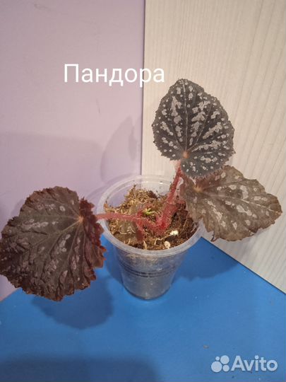 Бегония декоративно лиственная