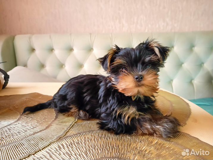 Йоркширский терьер