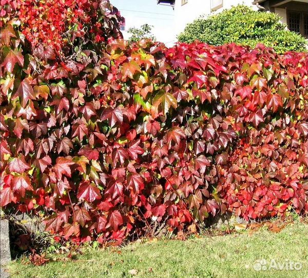 Девичий виноград