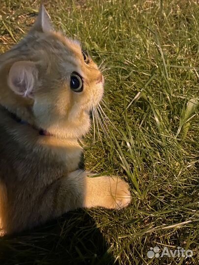 Вязка с британским котом