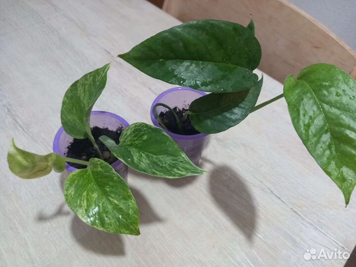 Цветы разные