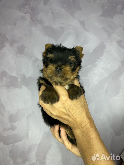 Йоркширский терьер девочка