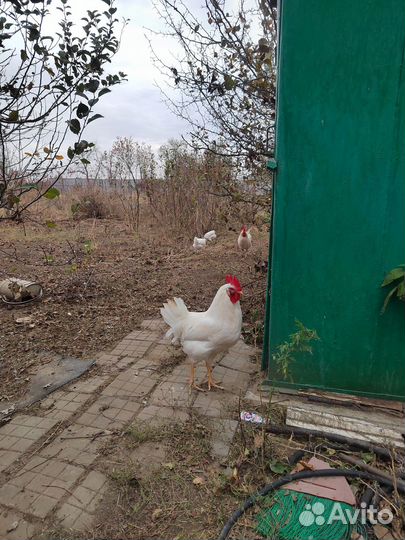 Продам петухов породы легорн