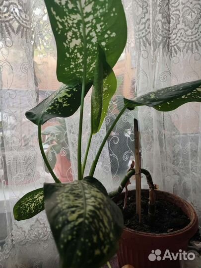 Дифенбахия пятнистая растение