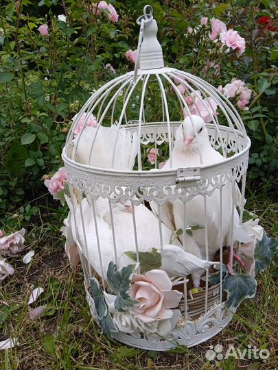 Голуби павлины для свадеб