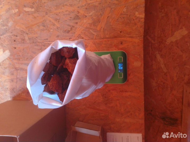 Чага березовая от сборщика