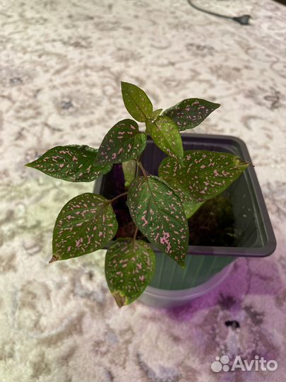 Гипоэстес розовый