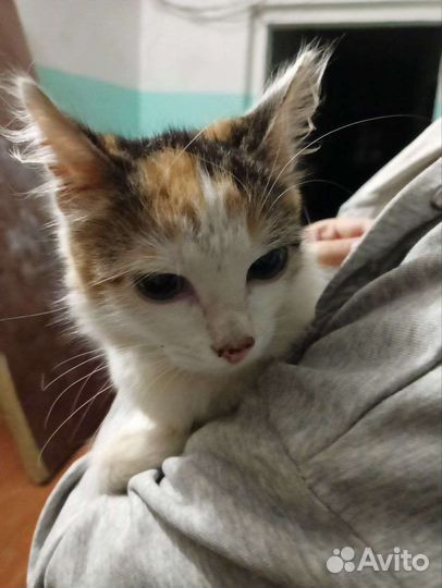 Котенка в добрые руки, девочка