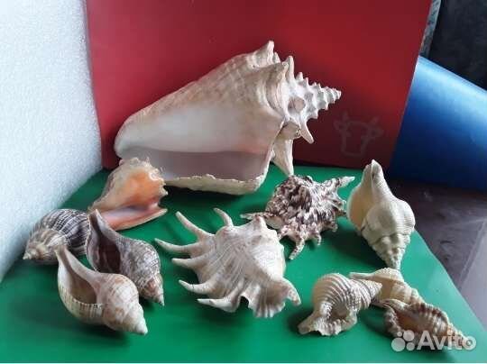 Раковины с Отверстиями Мировой Океан