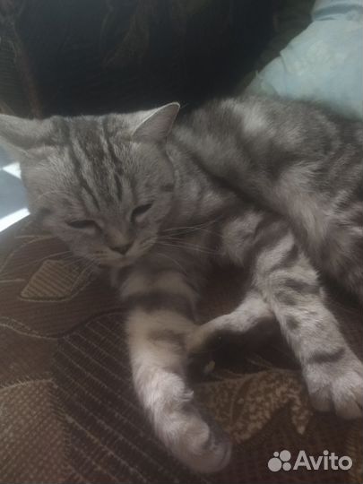 Кошка в дар