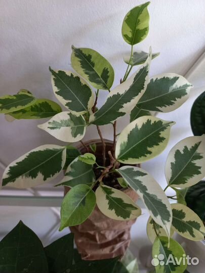 Комнатные растения