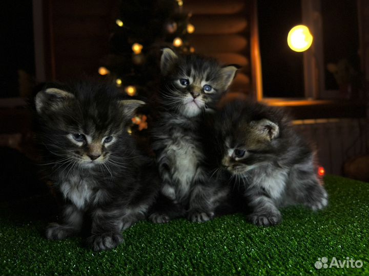 Котята мейн-кун