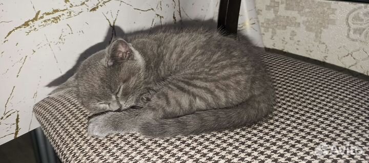 Шотландская