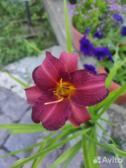 Лилейник, многолетник