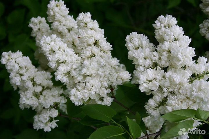 Сирень Память о Колесникове