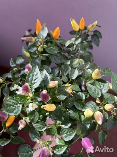 Комнатные растения цветы с доставкой