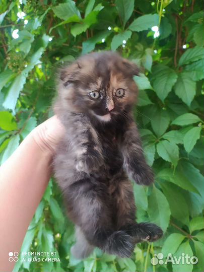 Кошки в добрые руки бесплатно