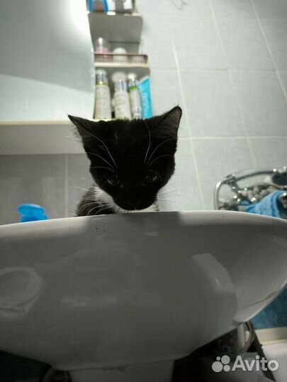 Домашние животные